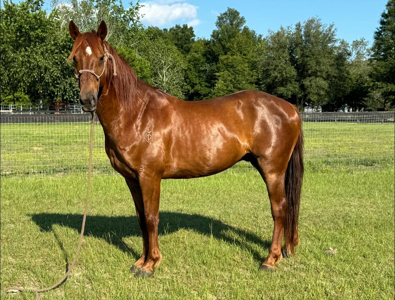 Twizzler ATFO 2024 365 Horse - Equine